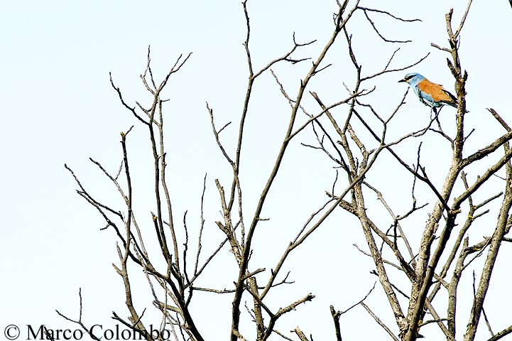 Ghiandaia marina (Coracias garrulus)